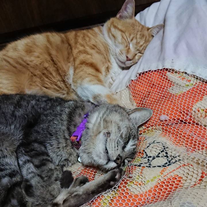 A62b440b 34ee 4d2e 9eed 874f7eec7a74 1585485834148