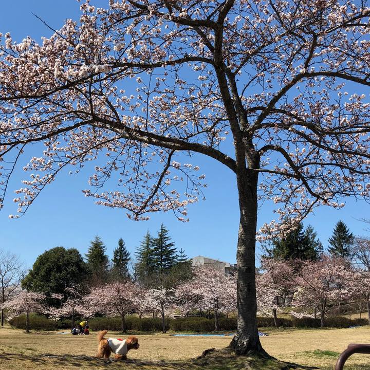 A62be723 2441 44c5 9715 514076a0efc0 1555152211818