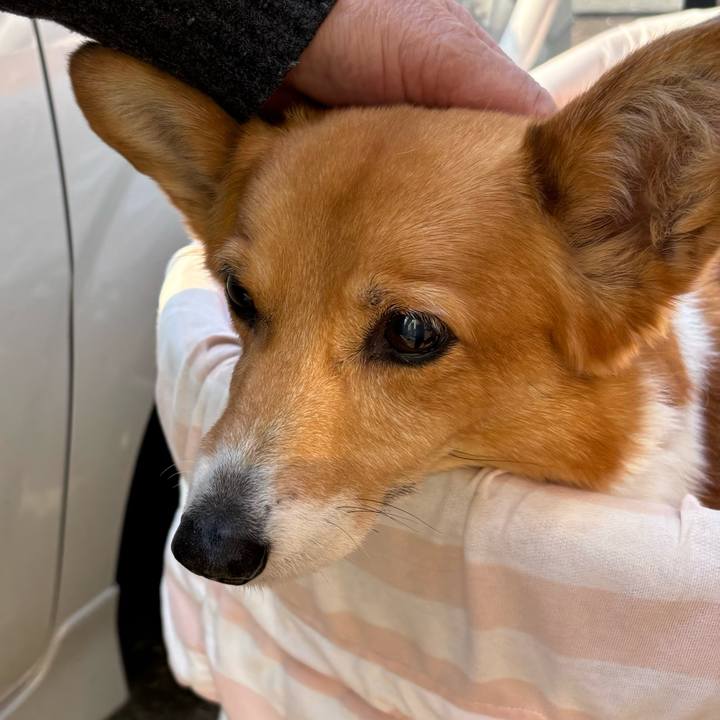 A62cacc4 cdbc 400c bd69 7a3a5eb486fa 1742268546717