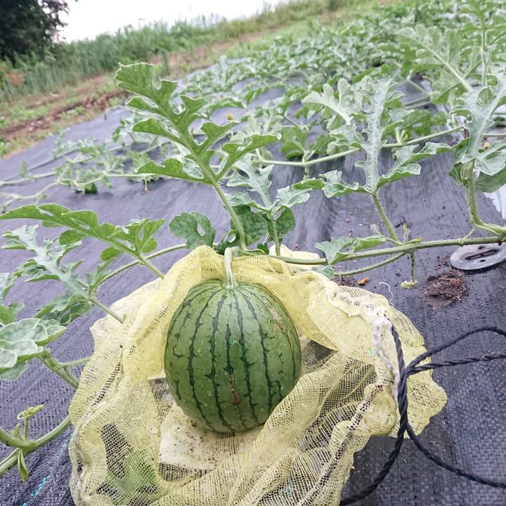 A62cbe1e 0899 4a77 967c cc01cb8e54fa 1593596786312