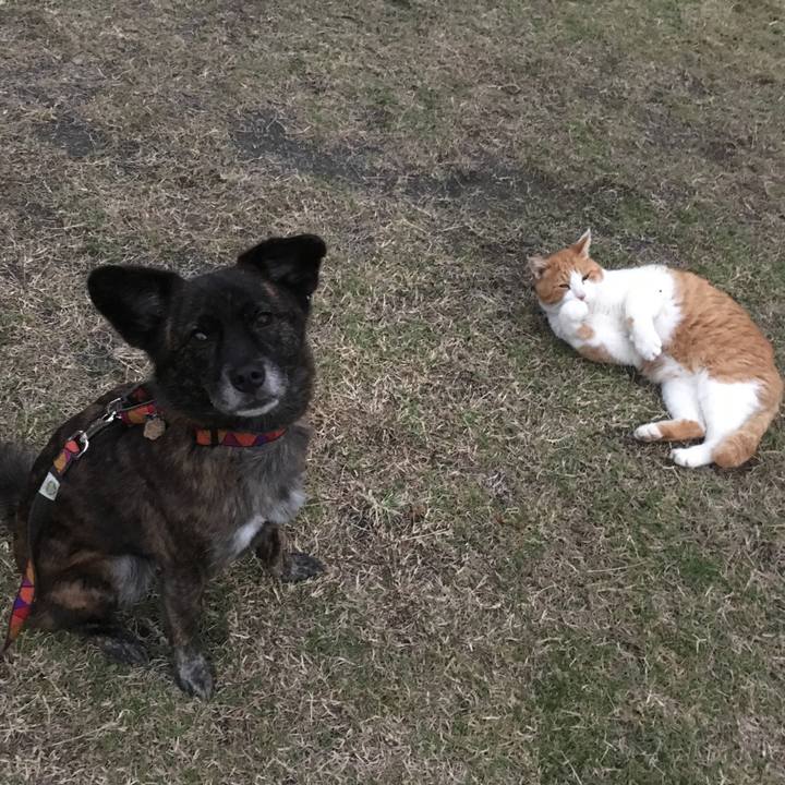 A62e409f d250 4963 a939 a6727ecc429c 1509701312848