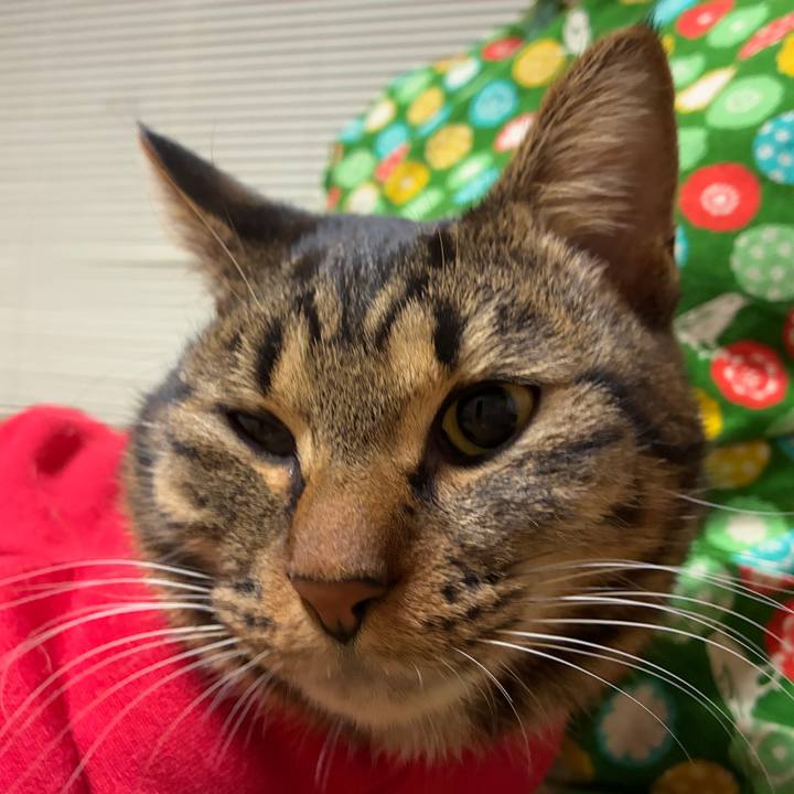 A632ab9d cecf 496b 937a 6ba17bdb5149 1766662482164