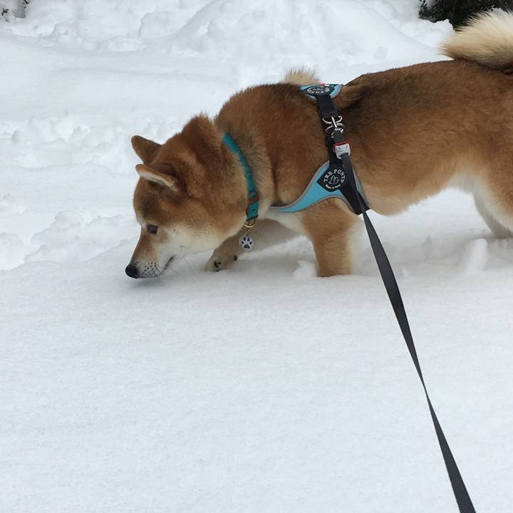 A633ad81 e585 43f6 a4a3 c3fcea7ecad3 1573995738742