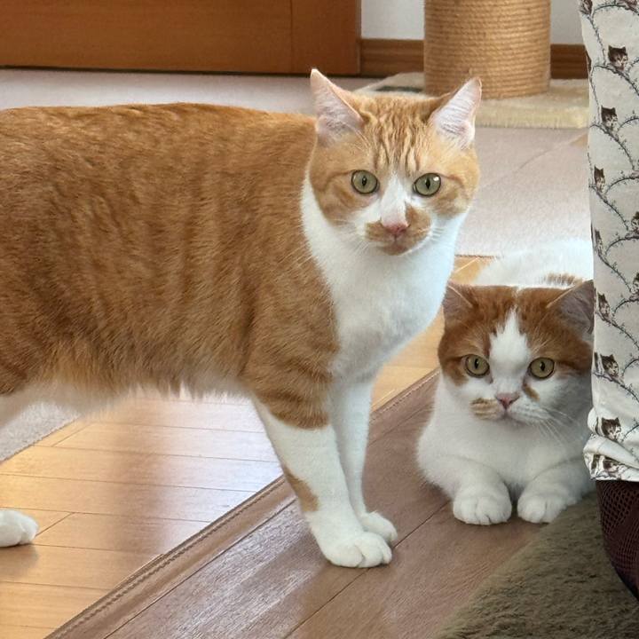 A633f1b9 0344 4a12 bf71 bf8fa59abb67 1761531954088