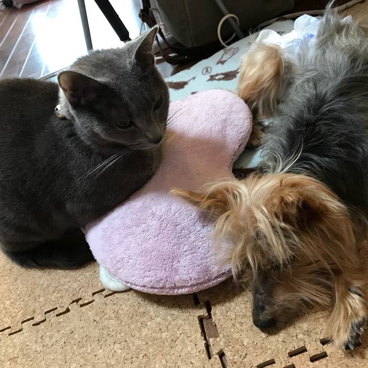 A637d0c3 4e1b 4883 b819 92d285b7d6a0 1513778705804