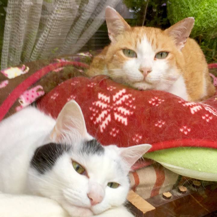 A63a2a69 f00e 491d 8769 1d3c0d910c90 1563696409721