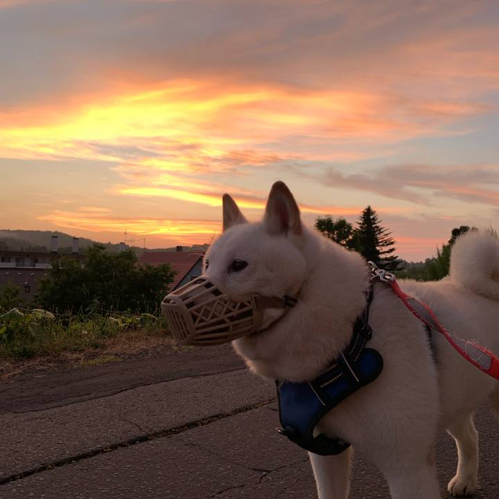 A63e0a7a 5a3b 4c2c 9fe1 3c06c7bd3868 1627934403417