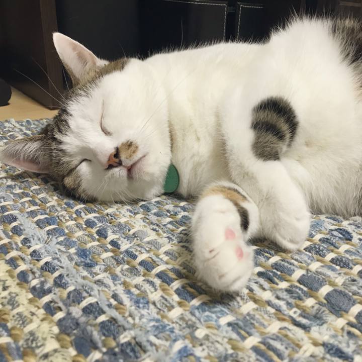 A63f3df4 418c 438b 92e3 a9747f8c92a0 1534744338588