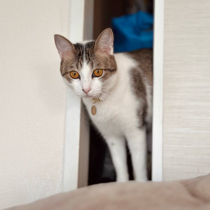 A6404088 b613 4cd8 bb74 0faceea1d3c8 1762731821868