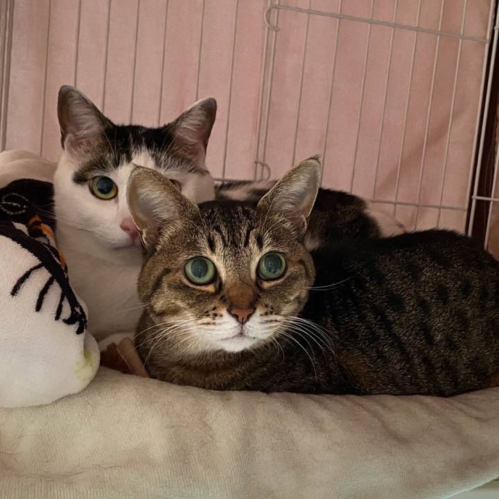 A643644d d330 4f9f 9630 47d43e82df4c 1774348234695