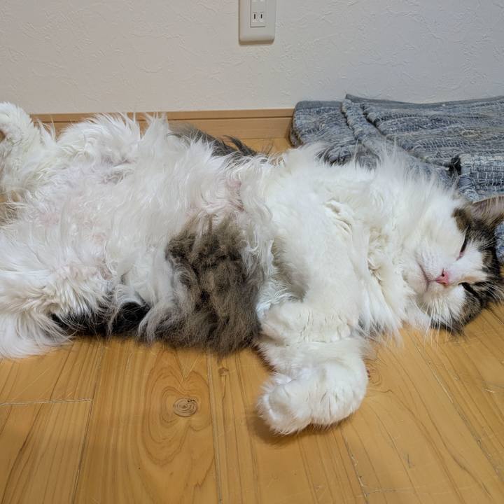 A644dcff c09d 4293 a4ac c3a3d8384b84 1762517841835