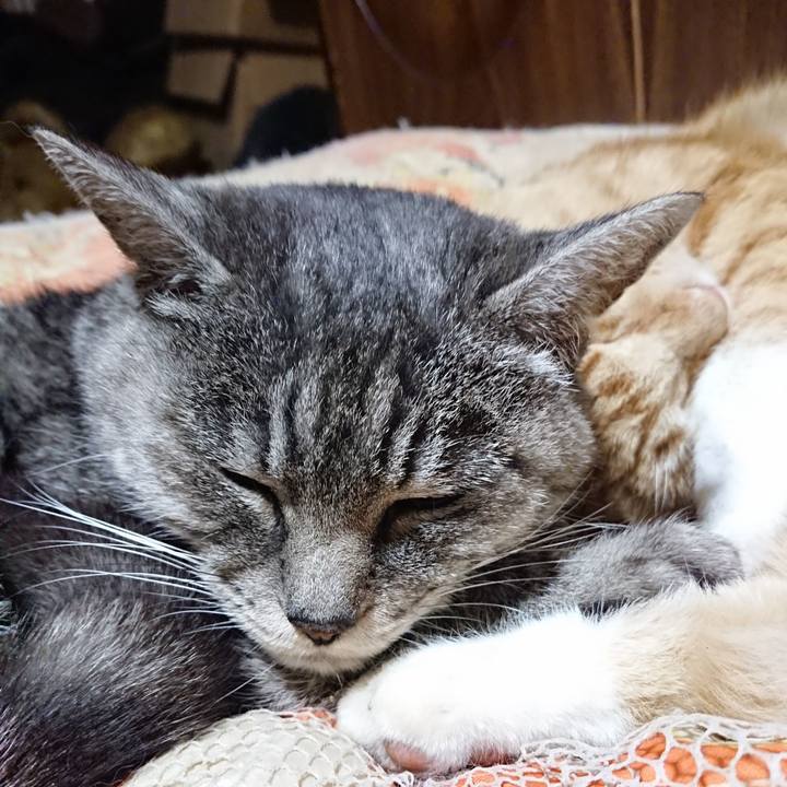 A64ab378 5307 409d 92fd 2aacd00e25e8 1574599750485