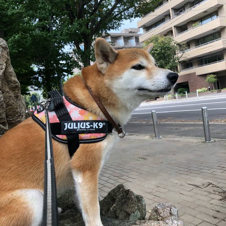 A64b436f 3fc6 4602 8b9c 23474d4bd5cc 1536294935581