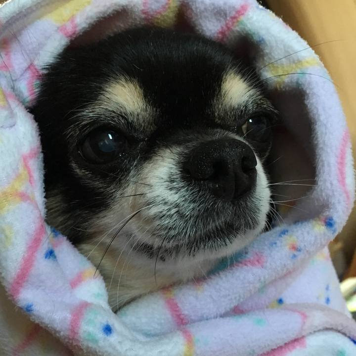 A64b6931 94bc 4bfb 98c5 162b72fb1113 1513854247802