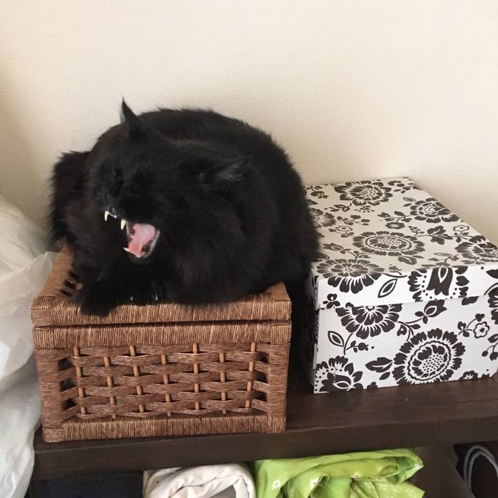 A64daf4e 5a91 4b55 8c0e 55546a5a3785 1543373013955