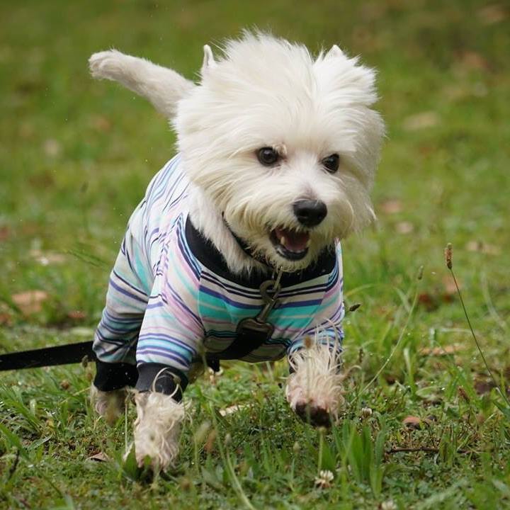 A64ddd21 65b4 48fd b746 7ec317f6bd24 1528374855276