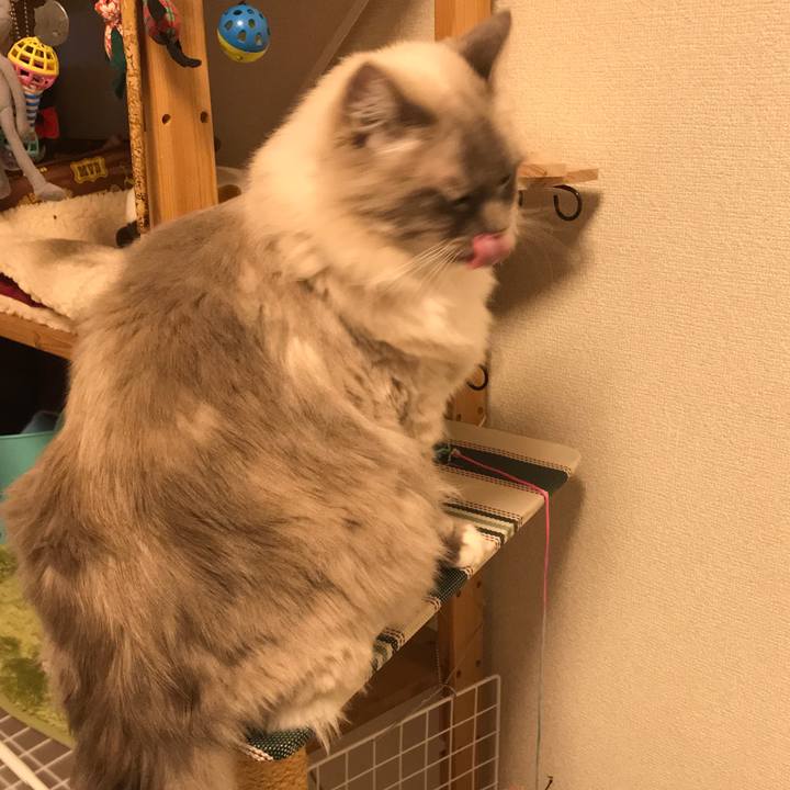 A64f66ee 0d96 4563 9bf3 44fa2da86a1f 1511365892849