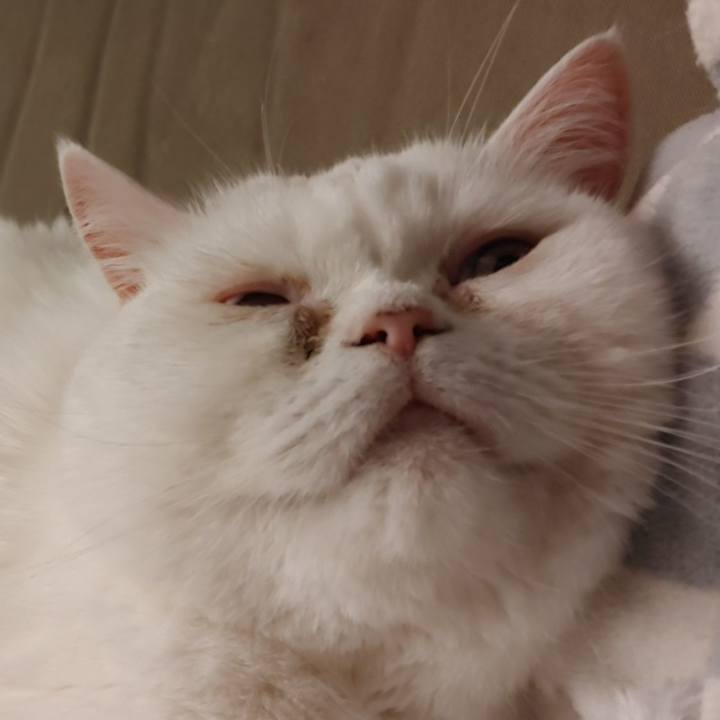 A652d022 c248 419e a57e 4b764856a422 1618611506357