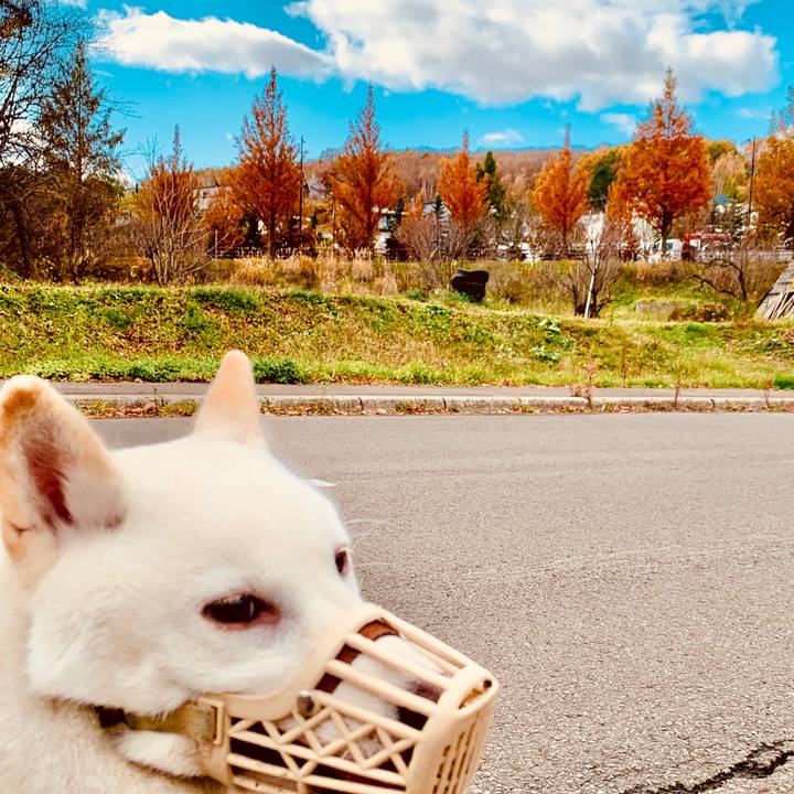 A6559b61 6ed5 4b9f 83d6 715af6c0628c 1573022850873