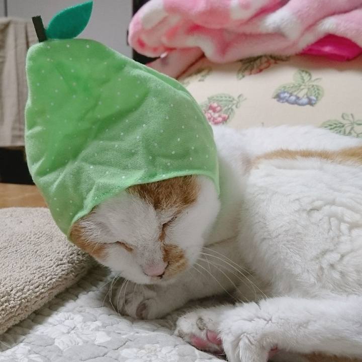 A65a1c09 1960 4577 9d77 27131786ca7d 1629635237084