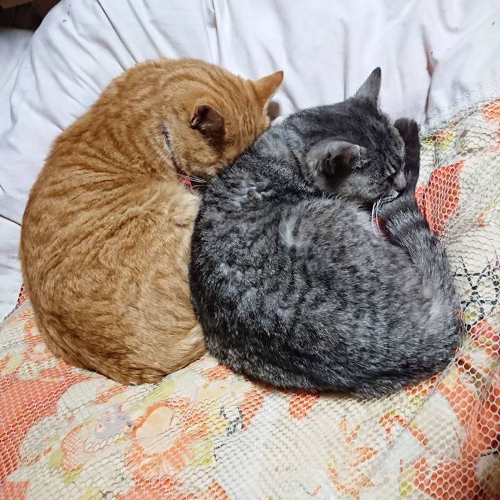 A65ad04a 168a 4b84 86ef 4387832064ef 1574860844757