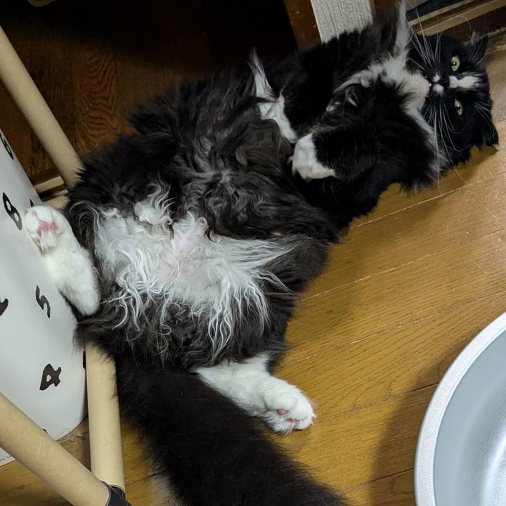 A65b2560 b8b3 4bef 93dd 79982a6ba101 1719782410466