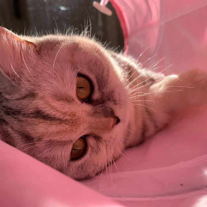 A65c5ccb 4aa9 492a 8682 247ccd428393 1706920720857