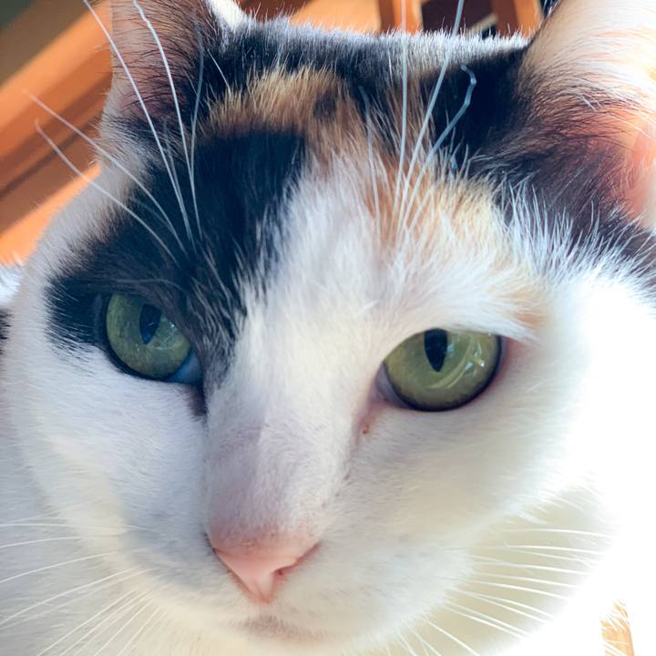 A65d39b5 8c85 4286 bcd8 a7ad29d0106c 1585361260986