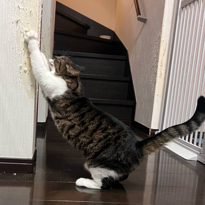 A65deb03 770f 40fb 9497 b7c8dcf39653 1758189352104