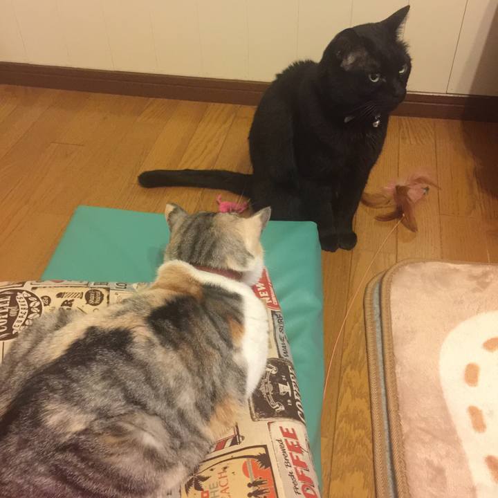 A65e880c 3433 4eff af16 2640af863d6e 1553011222222