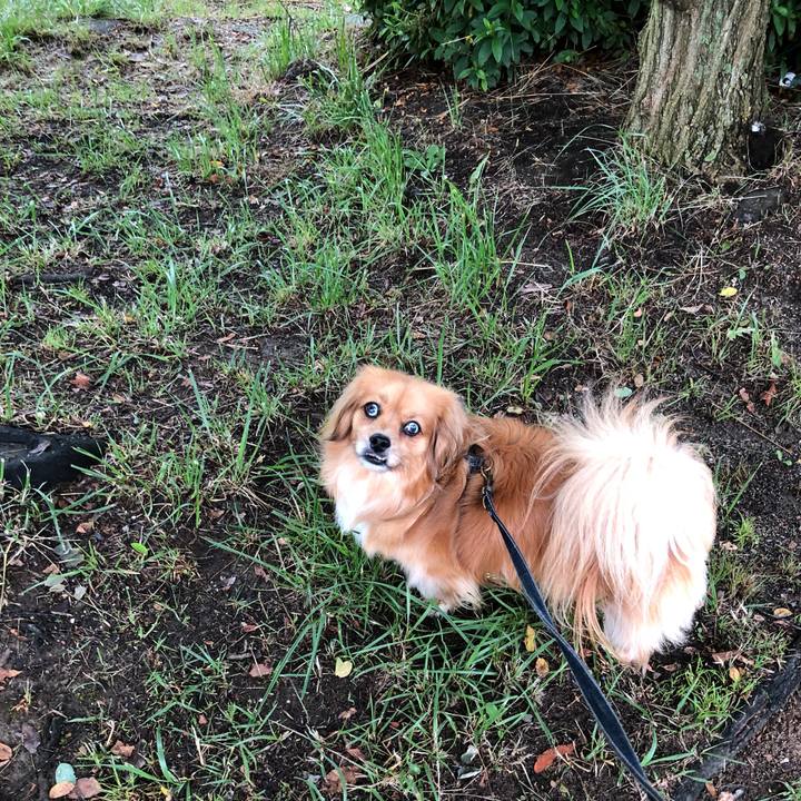 A660a165 1885 4b8d 9669 1cbbc4e1e32b 1560115601550