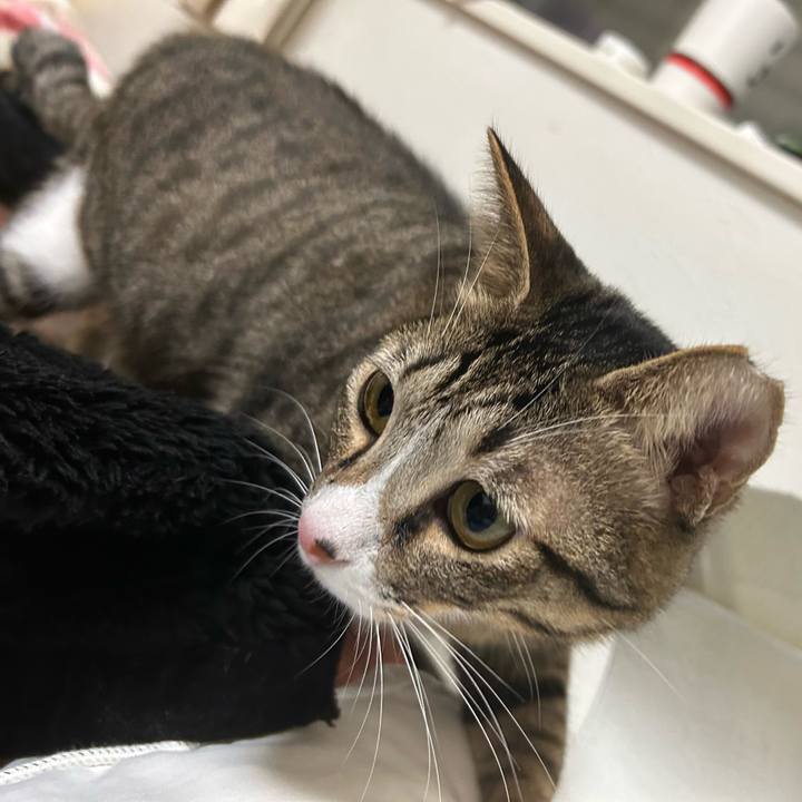 A660be7c 63f5 4ec3 a0fb a8a343091f18 1763679735764