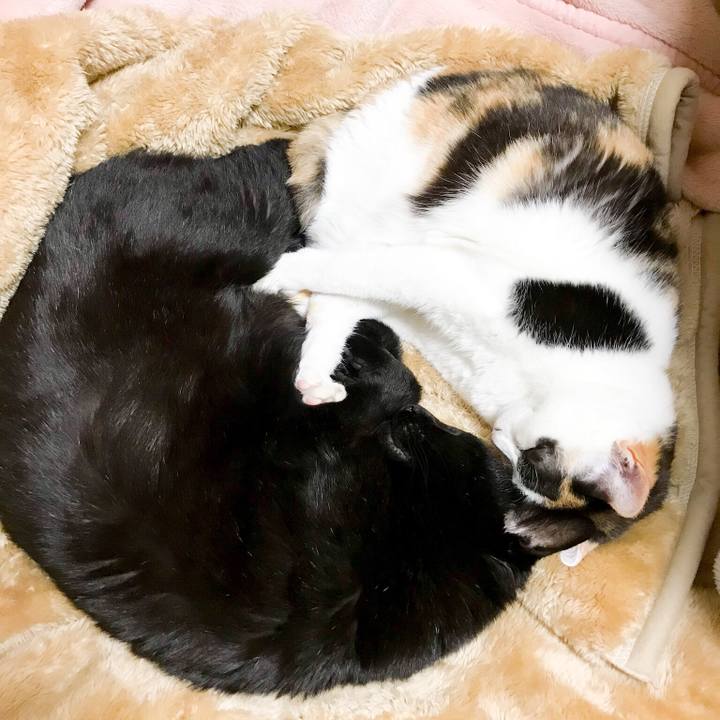 A660c849 a76f 47e8 badd 1bd996150766 1524022535653