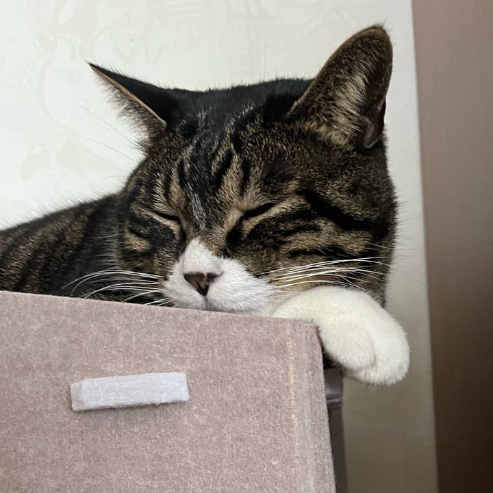 A660f6c4 48c4 455e a02b 6216af0b261c 1764891047228