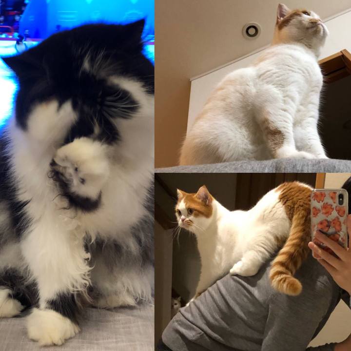 A66114c8 58f8 4750 98f9 aa549990f886 1543943432584