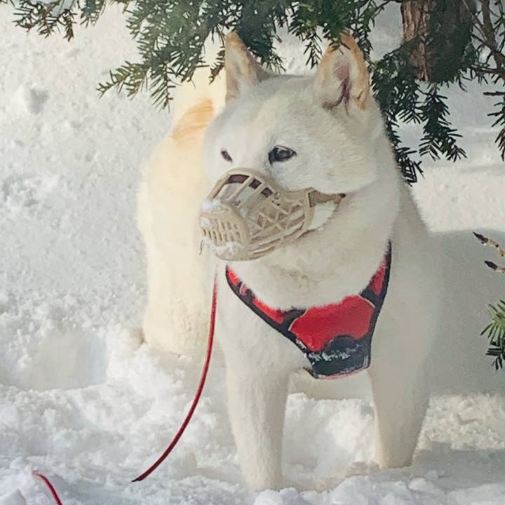 A662b890 9fda 4341 9fd8 9f10e4ad0db4 1614468216067