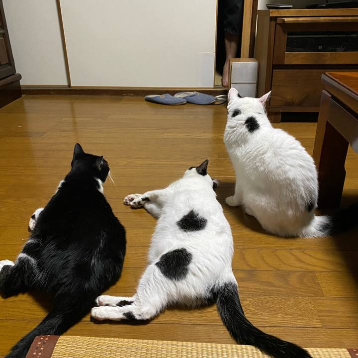 A663fc69 33e7 4416 acb3 2b9f9f1da296 1692496276549