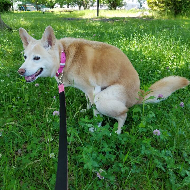 A664c13a 90b4 4589 ba1e 4d8b795fe8ce 1560690251271