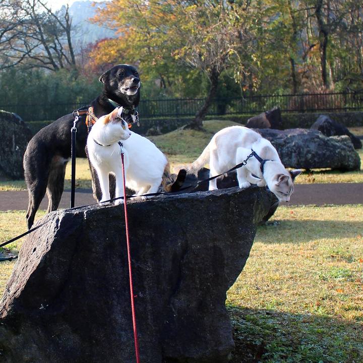 A6660200 4074 4418 b94d 33d6eb730288 1610925286236