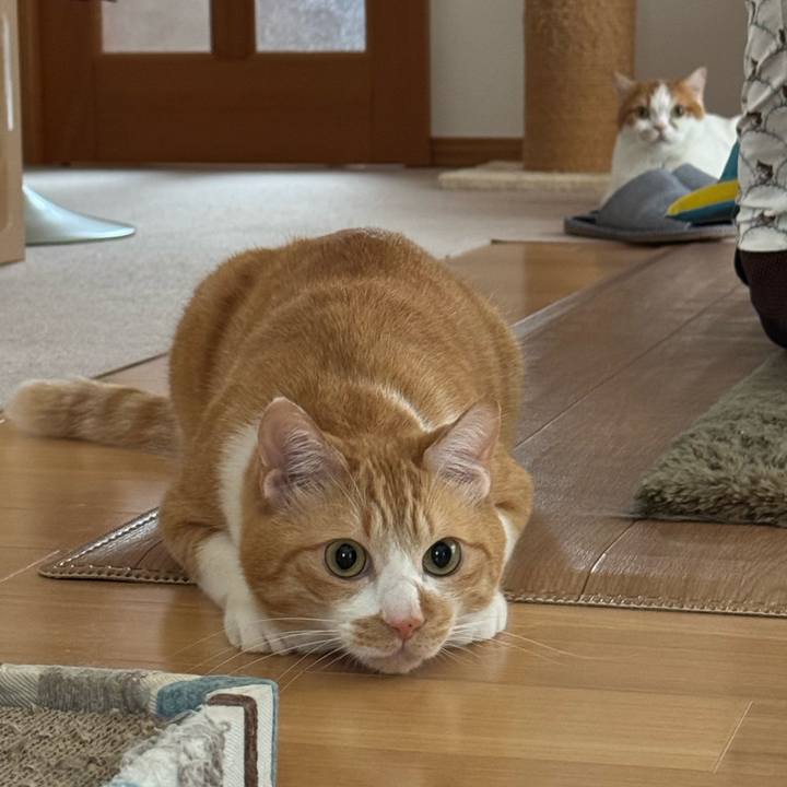 A66ab65c 3011 4028 94c0 a3e5a7e1b69b 1775264753997