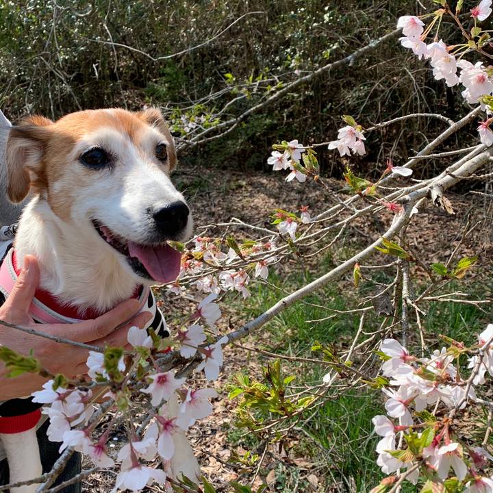 A66b08de ef97 4489 a28c b0b9c4c3b9f6 1586145189204