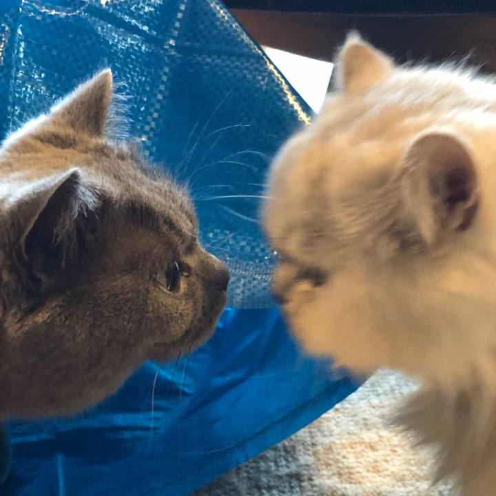 A66bdbad 08da 4010 8695 8b98d1866f34 1557545467410