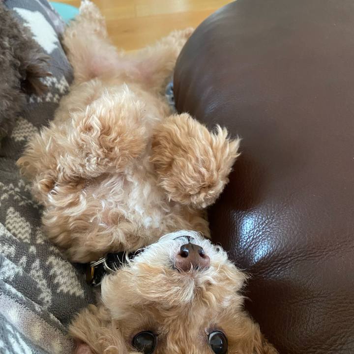 A66da9e0 8bba 4c40 927d 2150a4814a4a 1642850432993