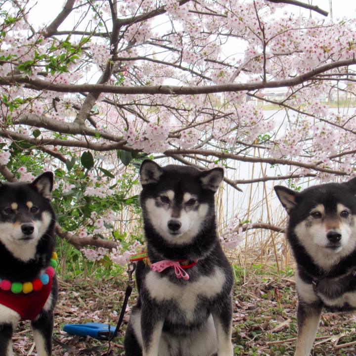 A66dca07 791b 46e4 b6e8 f7c8560e0625 1617766266219