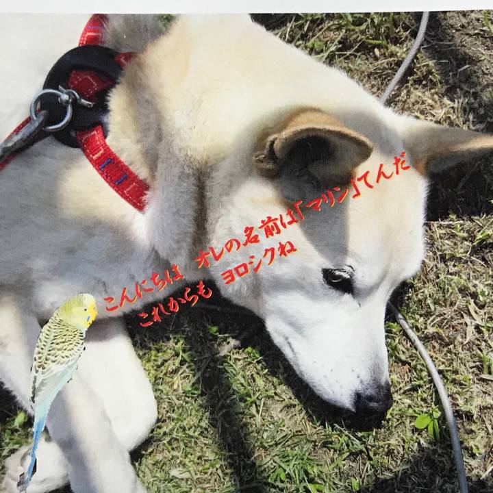 A66e1f40 038e 4c8b 892a c9f64a6a12eb 1543324828385