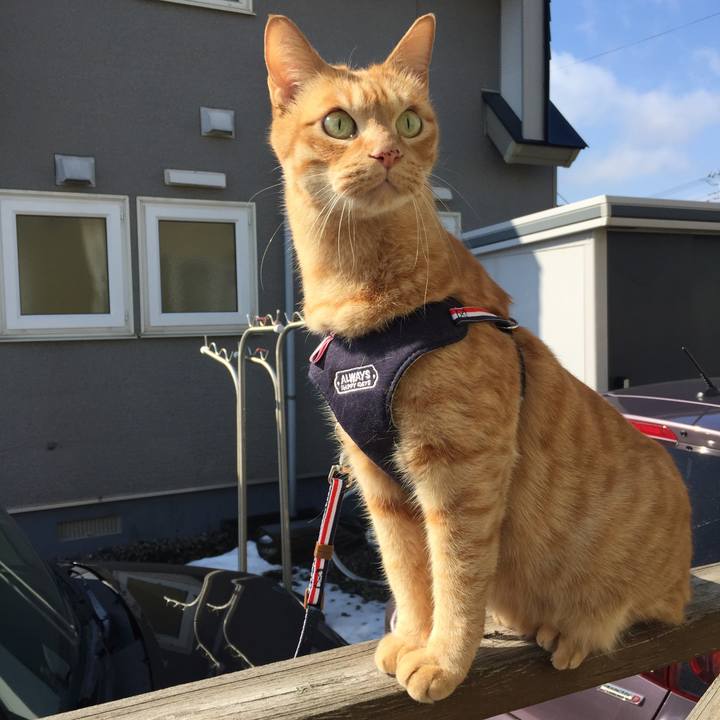 A673a43a 1fac 4f55 b8fa da509a2dd431 1587053794855