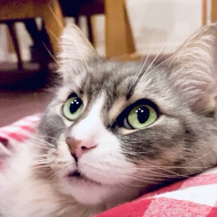 A676b966 1bc4 46f8 b77d ae5af898f7e8 1760714930591