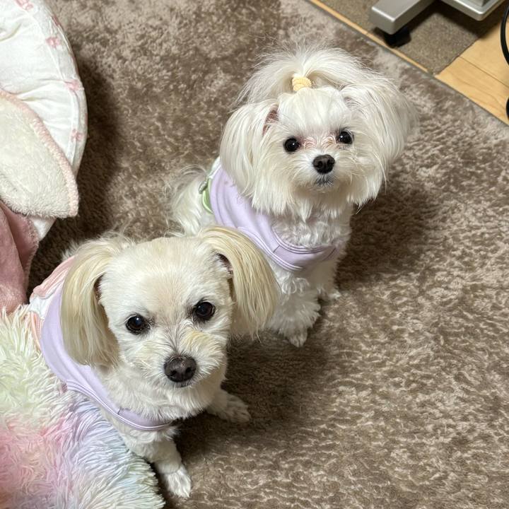 A67a1239 64bd 4dee bec1 bacc7c053582 1762595091165