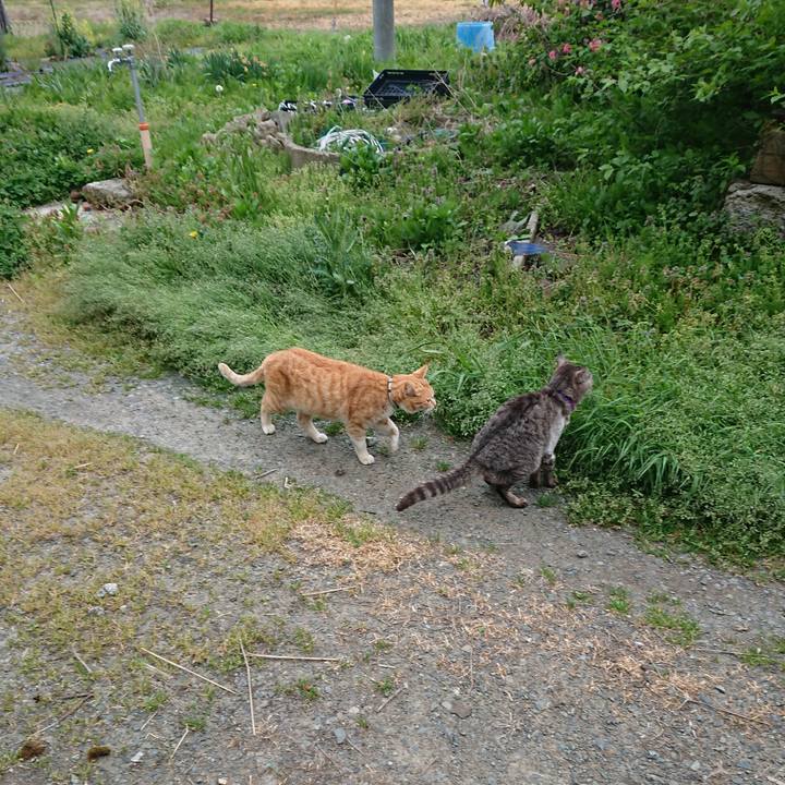 A67b1421 faae 42b4 aadc d5b304096aff 1588749374375