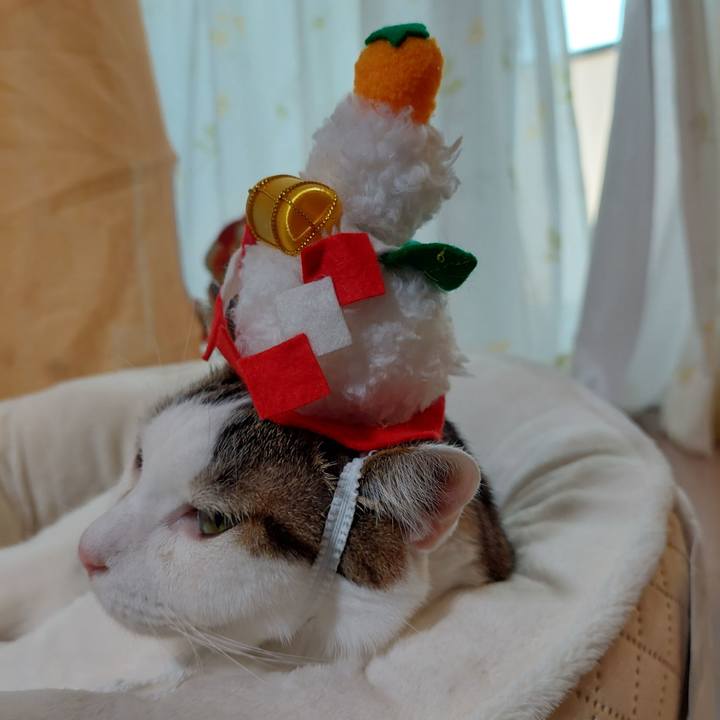 A67b22c6 8a18 4e17 a9e3 07dab42cca4d 1641162516512